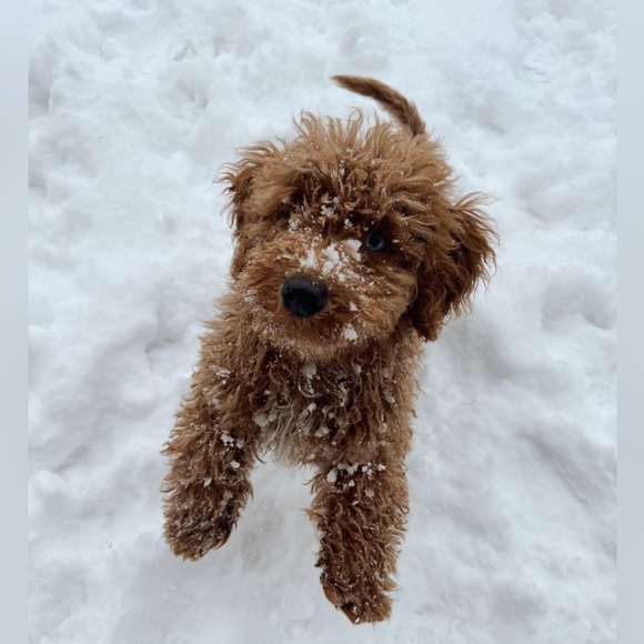 Meet your Posher, Savannah - Picture 2 of 3